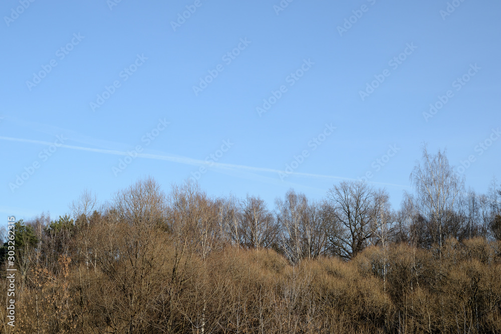 Leafless trees on a background of blue sky in autumn day. Natural abstract background