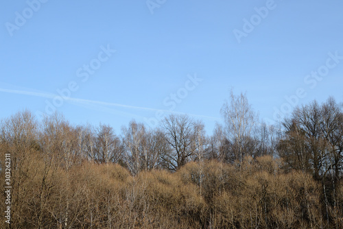 Leafless trees on a background of blue sky in autumn day. Natural abstract background