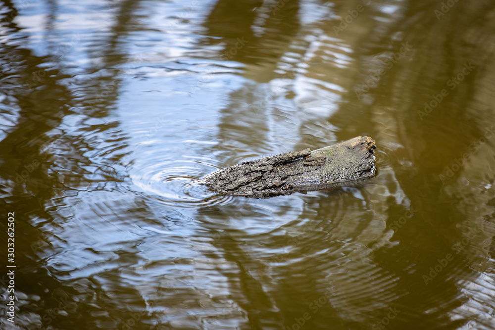 Water Surface Water Surface