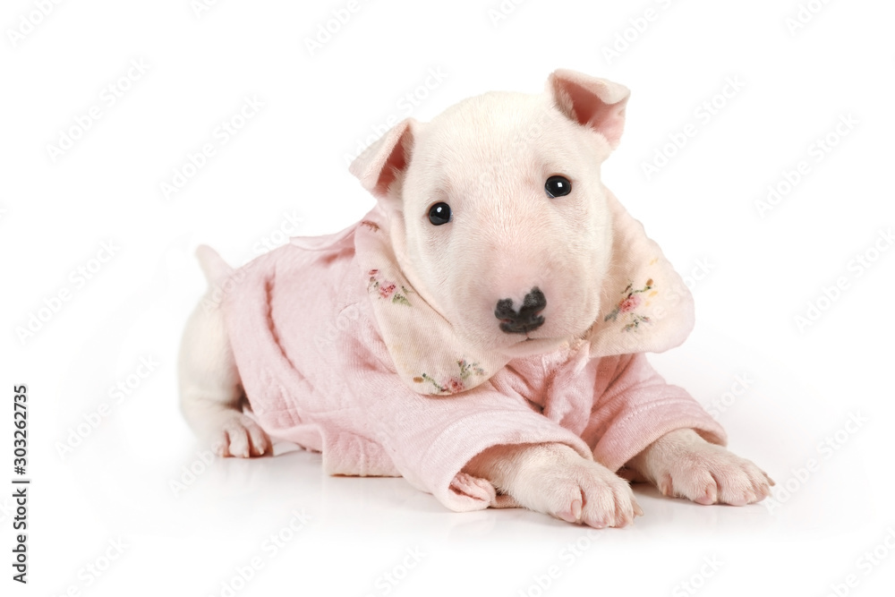 Funny puppy Miniature Bull Terrier dressed in a jacket lying on a white
