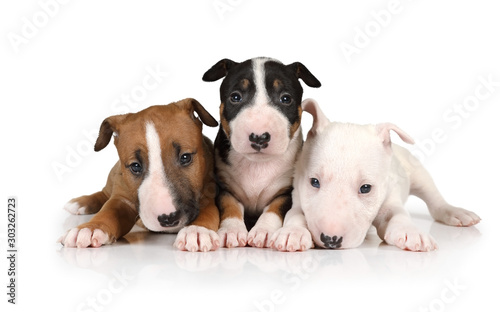 Three puppies Miniature Bull Terrier of different colors photo