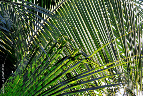 Close up of coconut leaf  Nature background