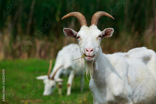 Leinwand Poster Portrait of goat