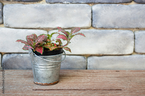 Mini green leaves plant pot photo