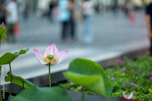 Pink lotus flower beautiful and blur background in the city
