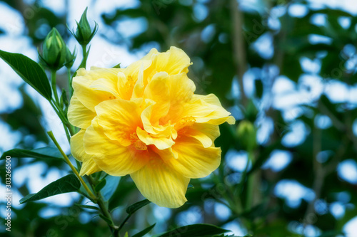 Close up of yellow double hibiscus flower blossom in flower garden