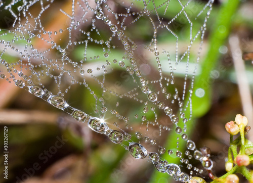 spiderweb with dew drops