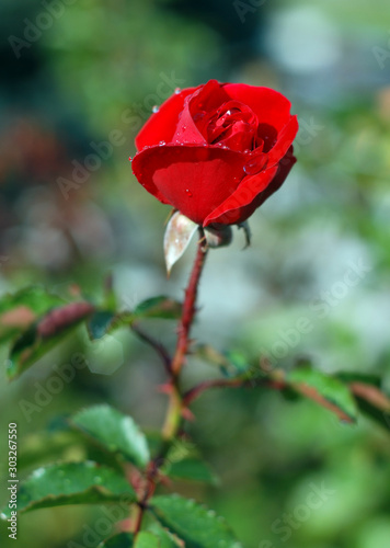 red rose on green blurred background