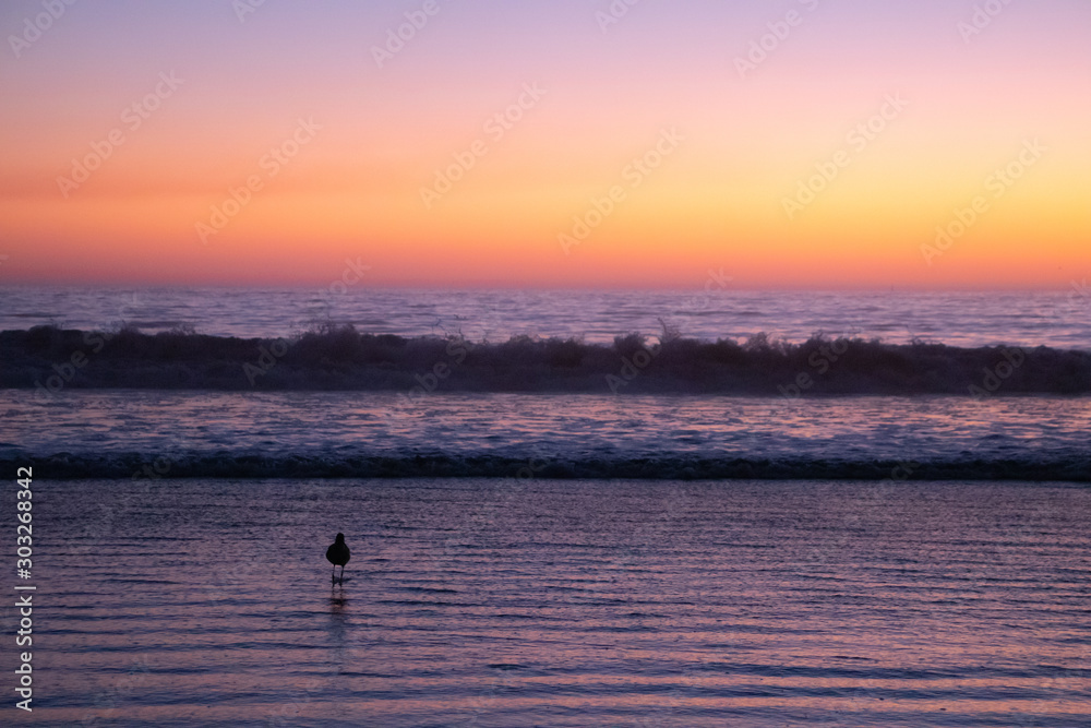 Fototapeta premium Bird on the Beach