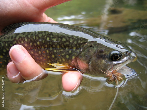 Valokuva brook trout with fly2