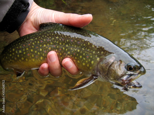 brook trout with fly