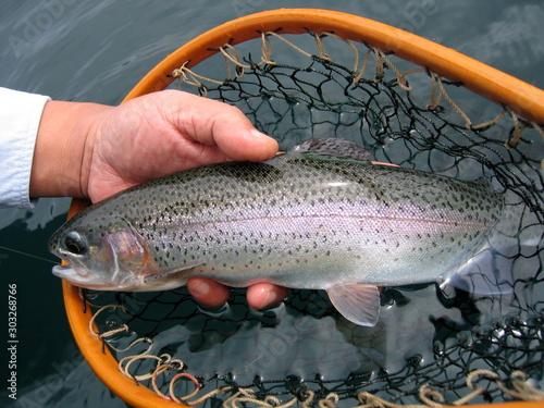 rainbow trout2 photo