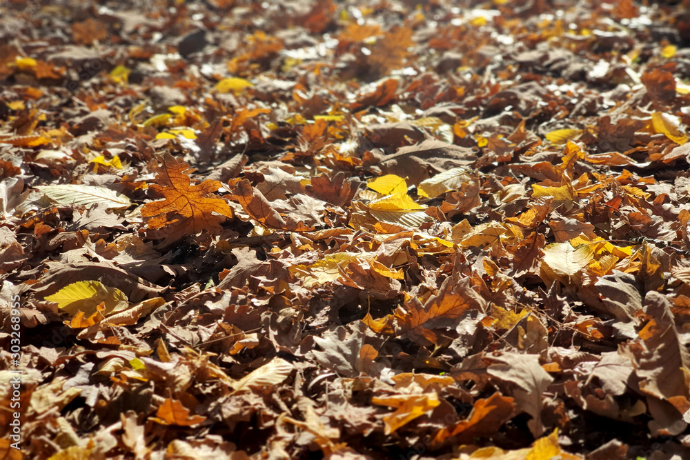 beautiful colorful autumn leaves on ground, falling autumn leaves in forest.