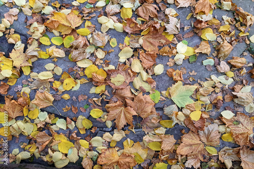 dry yellow autumn leaves lie on a stone road to park in the city.