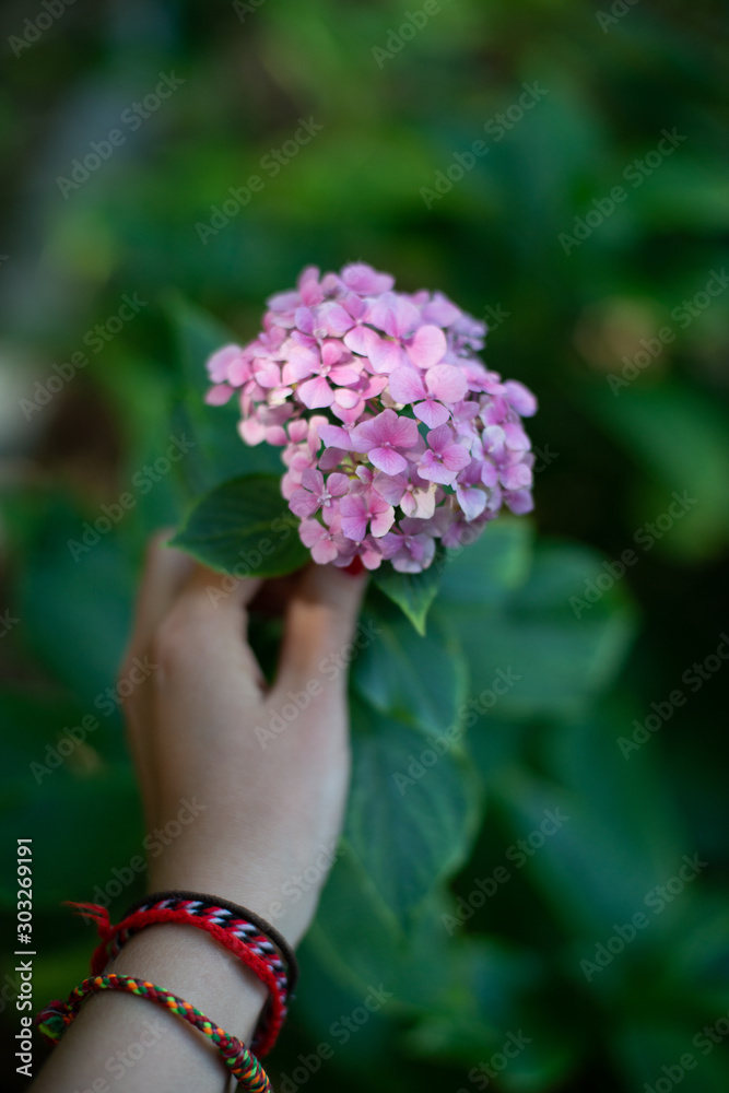 only hydrangea. Bouquet of flowers. Natural fresh flower. only hydrangea. Bouquet of flowers. Natural fresh flower.