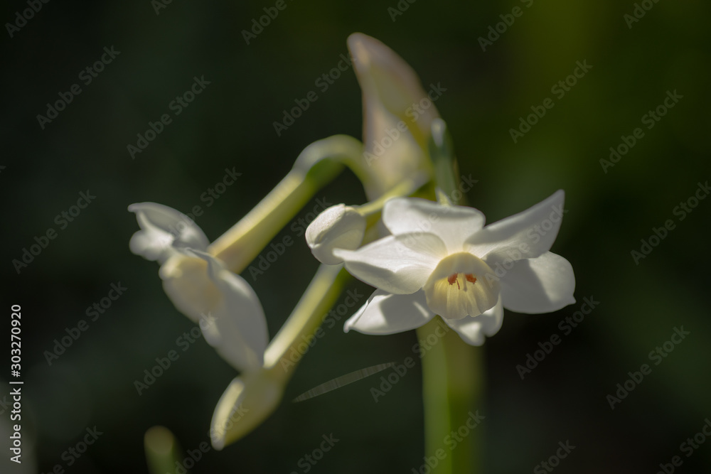 Fototapeta premium closeup of white flower