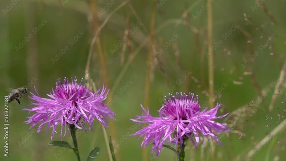 Slow motion video of a bee flying over flowers of brown knapweed Slow motion video of a bee flying over flowers of brown knapweed