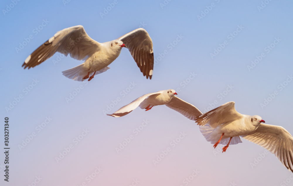 seagull is flying beautifully with a blue sky in the background seagull is flying beautifully with a blue sky in the background
