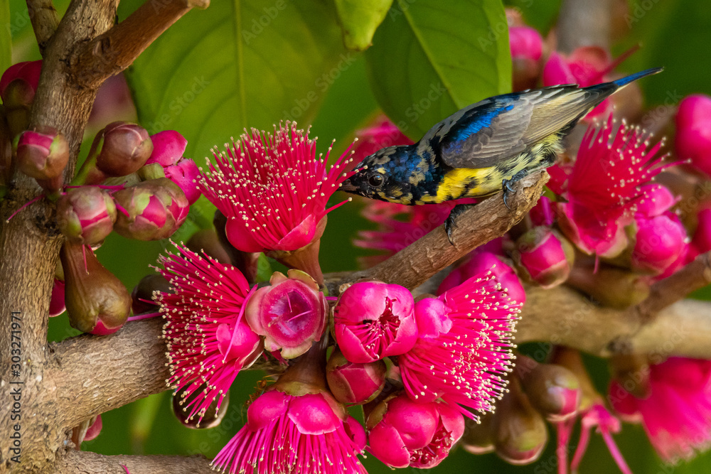 Obraz premium Male Olive-backed Sunbird perching on Malay Apple tree near its flowers