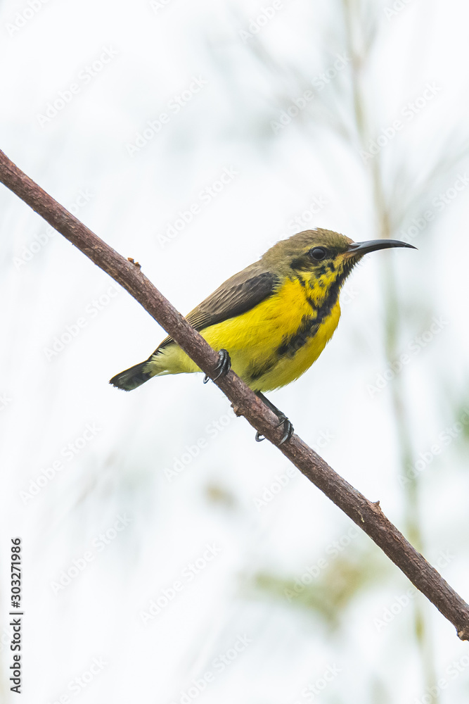 Fototapeta premium Juvenile male Olive-backed Sunbird perching on a perch
