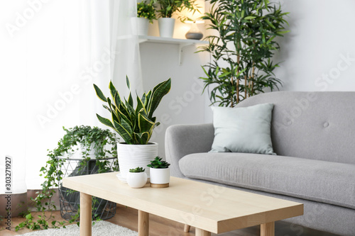 Stylish interior of living room with green houseplants