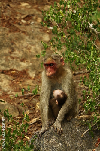 Indian monkey with her sitting in a rock in the mountain