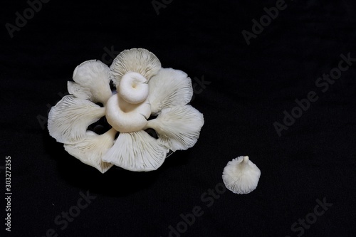 Indian White Mushroom petals arranged in a circular manner ready for cooking © Gifrin