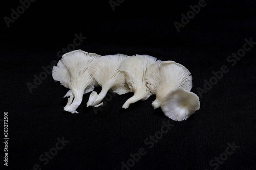 Indian White Mushroom petals arranged in a circular manner ready for cooking photo