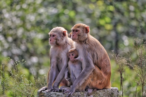 Monkey family © chandrakant