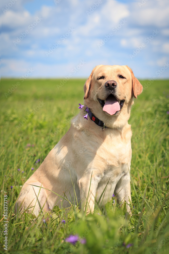 Portrait of yellow labrador retriever sitting in the field