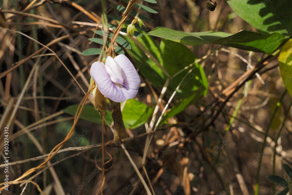 Austrian winter pea soft pink wild flower (Lathyrus hirsutus) blossom on branch with nature blurred background, common names, including Caley pea, singletary pea and hairy vetchling. Austrian winter pea soft pink wild flower (Lathyrus hirsutus) blossom on branch with nature blurred background, common names, including Caley pea, singletary pea and hairy vetchling.