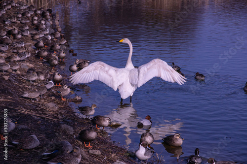 Fototapeta Naklejka Na Ścianę i Meble -  Swans with their wings spread