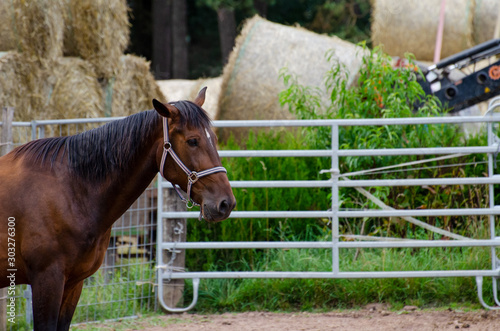 Pferden geht es gut wenn sie draußen stehen, Warmblut Pferd photo