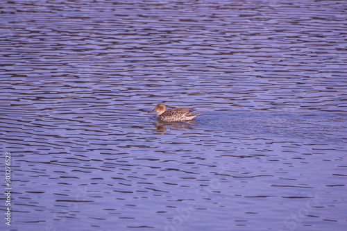 Cute duck on the lake