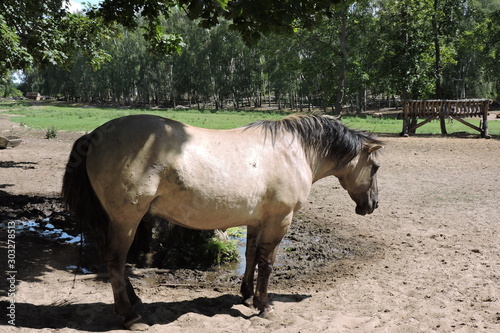Slika na platnu A portrait of a light brown with a black mane and tail workhorse