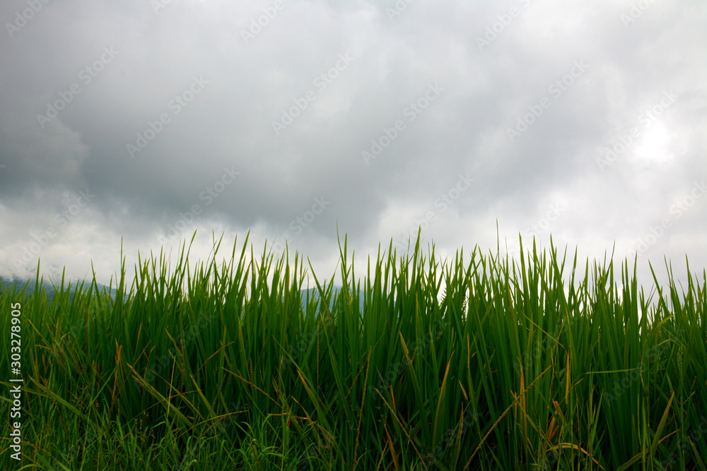 Fototapeta premium green grass and sky