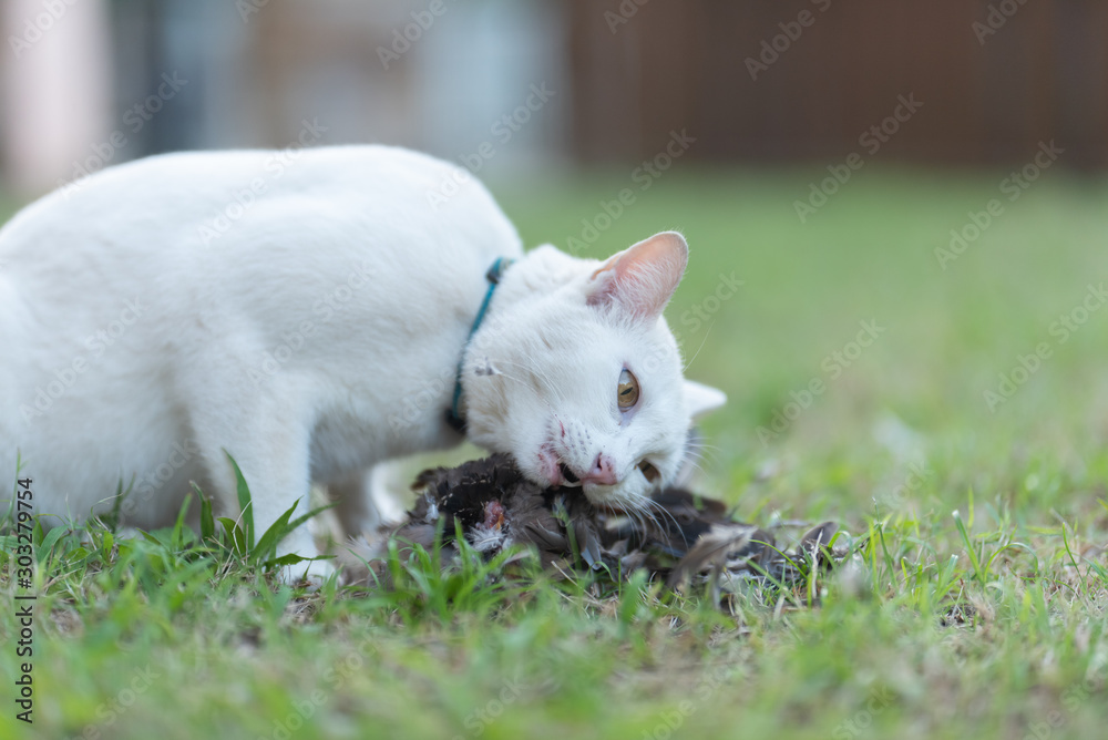 Cat with dead bird cheap