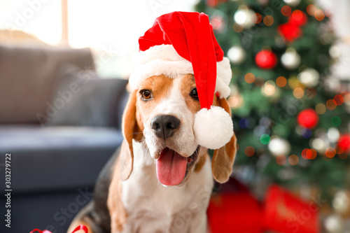 Cute dog with Santa hat in room decorated for Christmas © Pixel-Shot