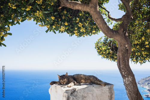 Fototapeta Naklejka Na Ścianę i Meble -  Cat lying in the sun at sea background, Greece. Santorini cats