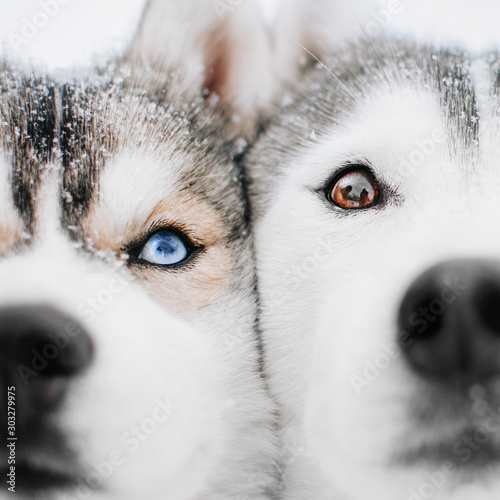 two siberian husky dogs posing outdoors in winter