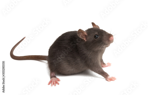 rat isolated