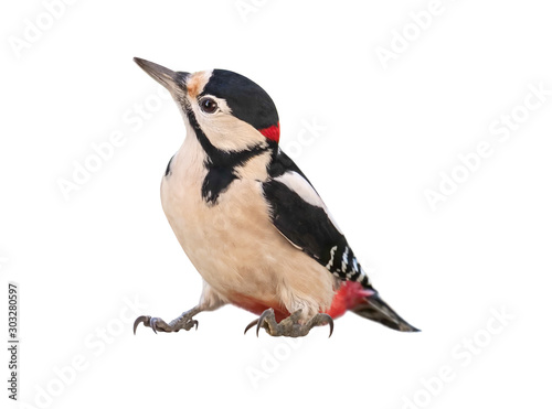 Male Great Spotted Woodpecker (Dendrocopos major), isolated, with White  background photo