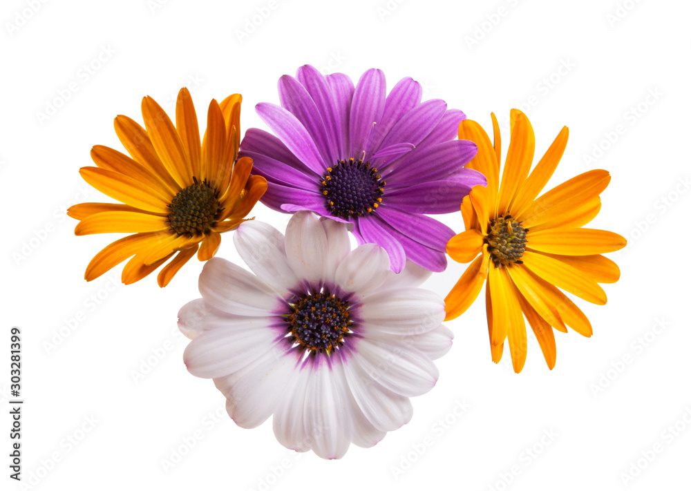 Osteosperumum Flower Daisy Isolated on White Background.