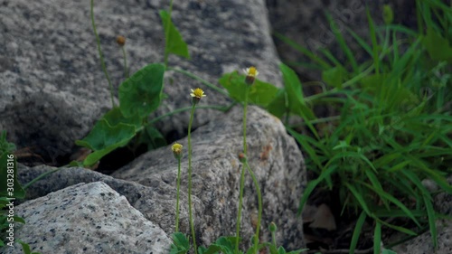 outdooe beautiful nature wild flower photo