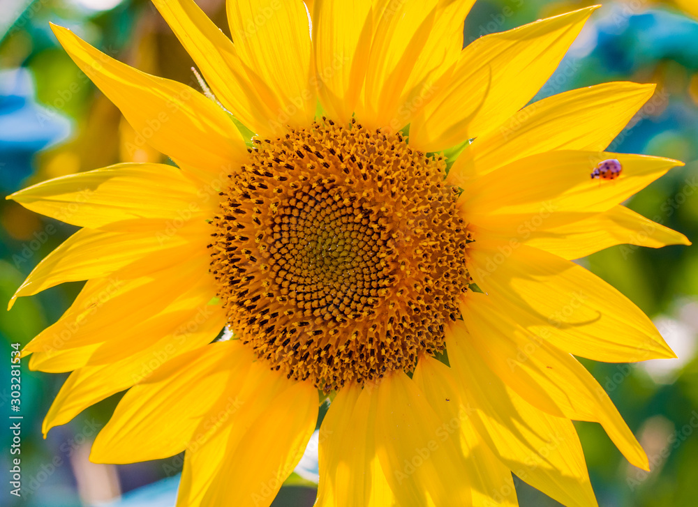 Naklejka premium scenic wallpaper with a close-up of sunflower against green background with flowers. Big beautiful sunflowers outdoors.