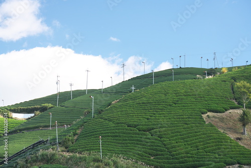 Kyoto,Japan-November 15, 2019: Beautiful Tea fields at Wazuka in Uji, Kyoto photo