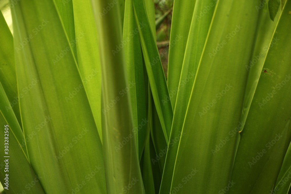 background of green leaf background of green leaf