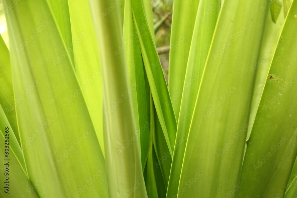 closeup of green leaf closeup of green leaf
