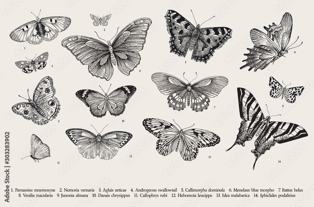 Obraz Motyle Zestaw elementów do projektu. Wektorowa rocznika klasyka ilustracja. Czarny i biały