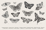 Butterflies. Set of elements for design. Vector vintage classic illustration. Black and white